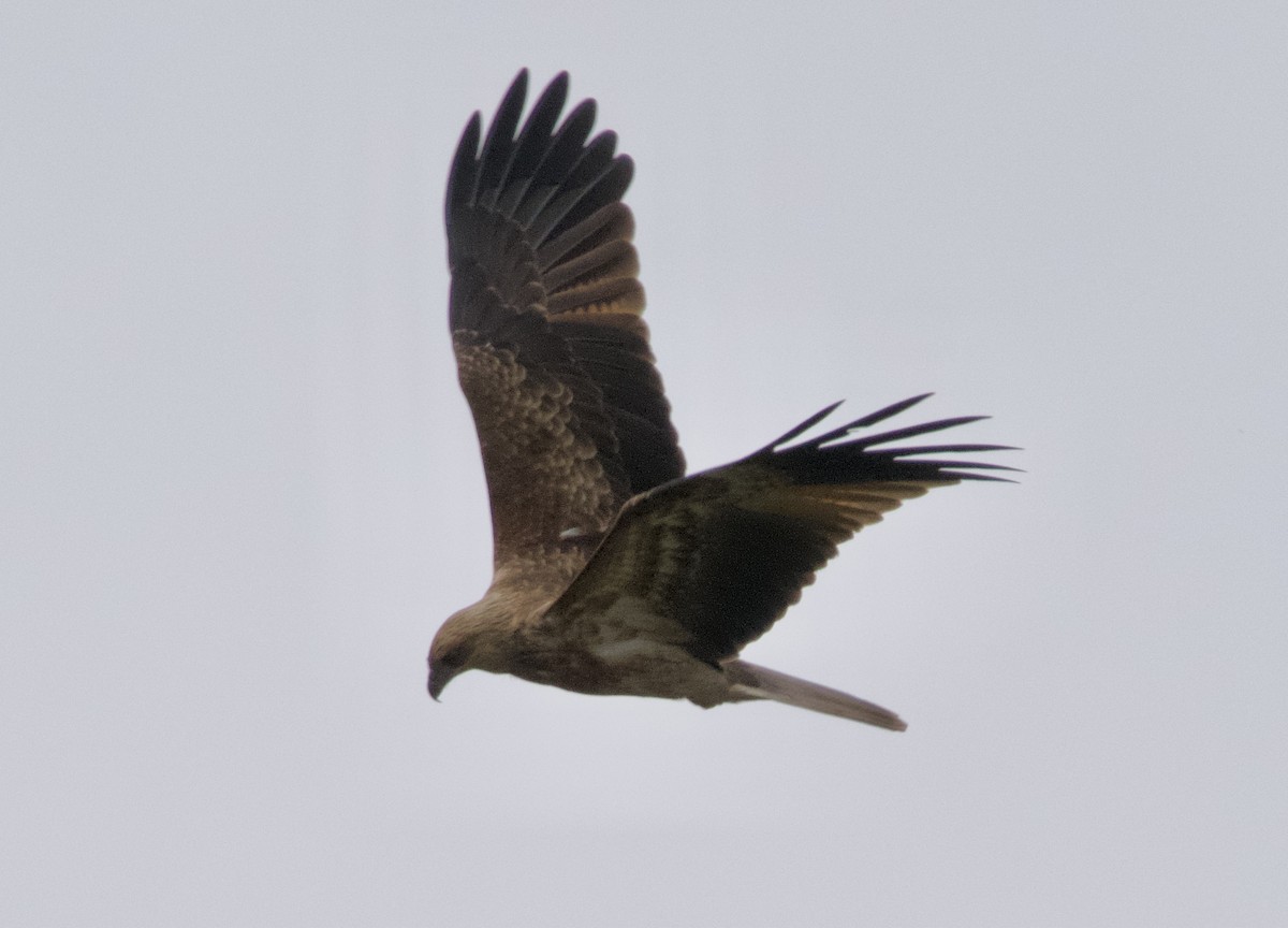 Whistling Kite - Yvonne van Netten