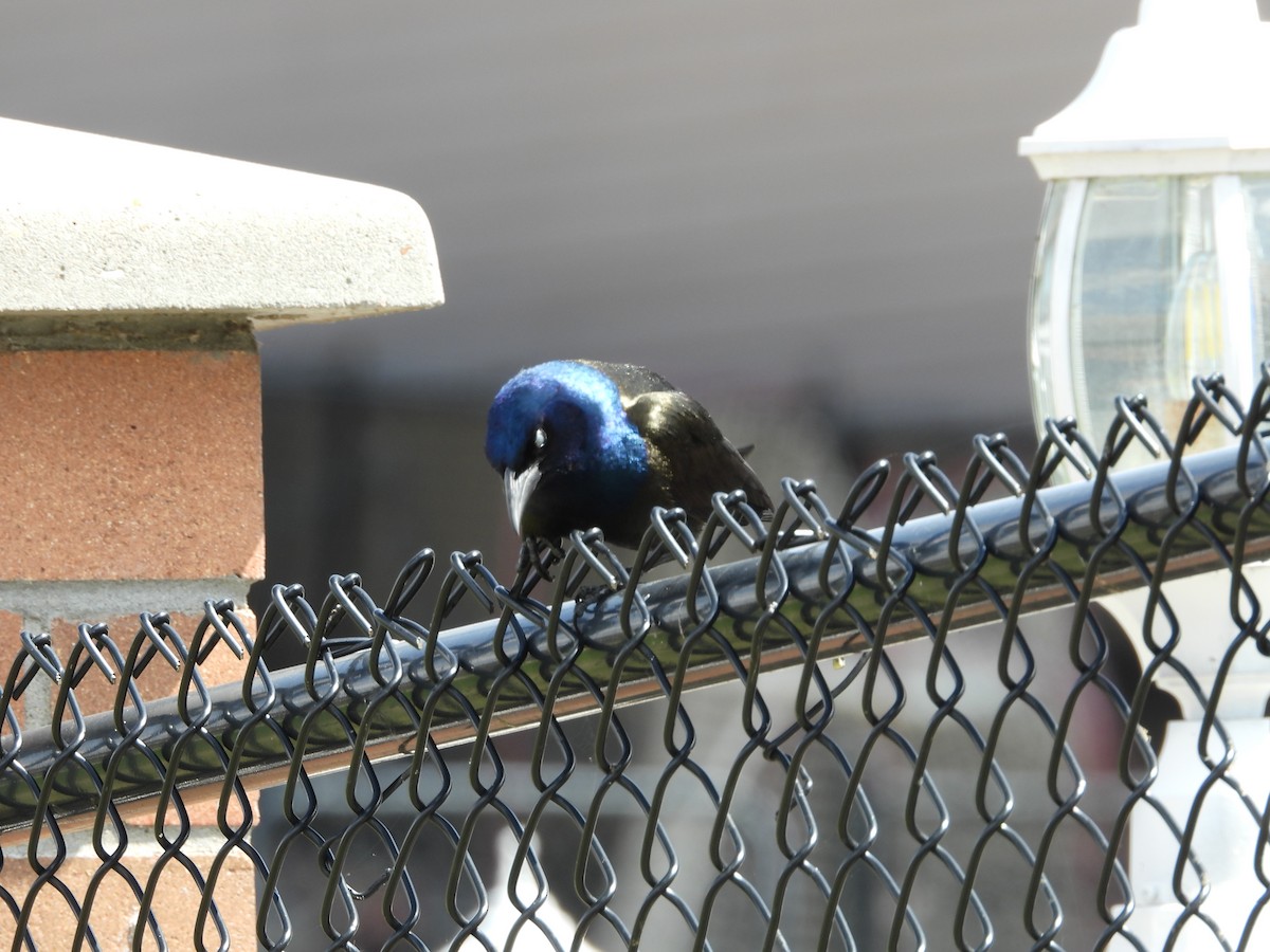 Common Grackle - Gerard Nachtegaele