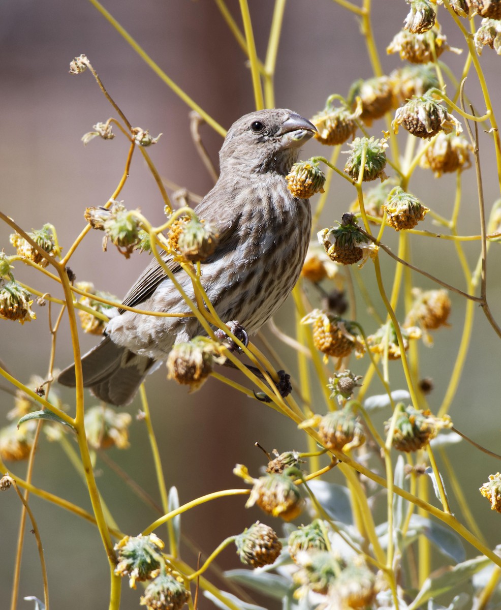 House Finch - Leslie Holzmann