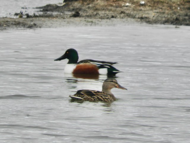 Northern Shoveler - Mark Yoder