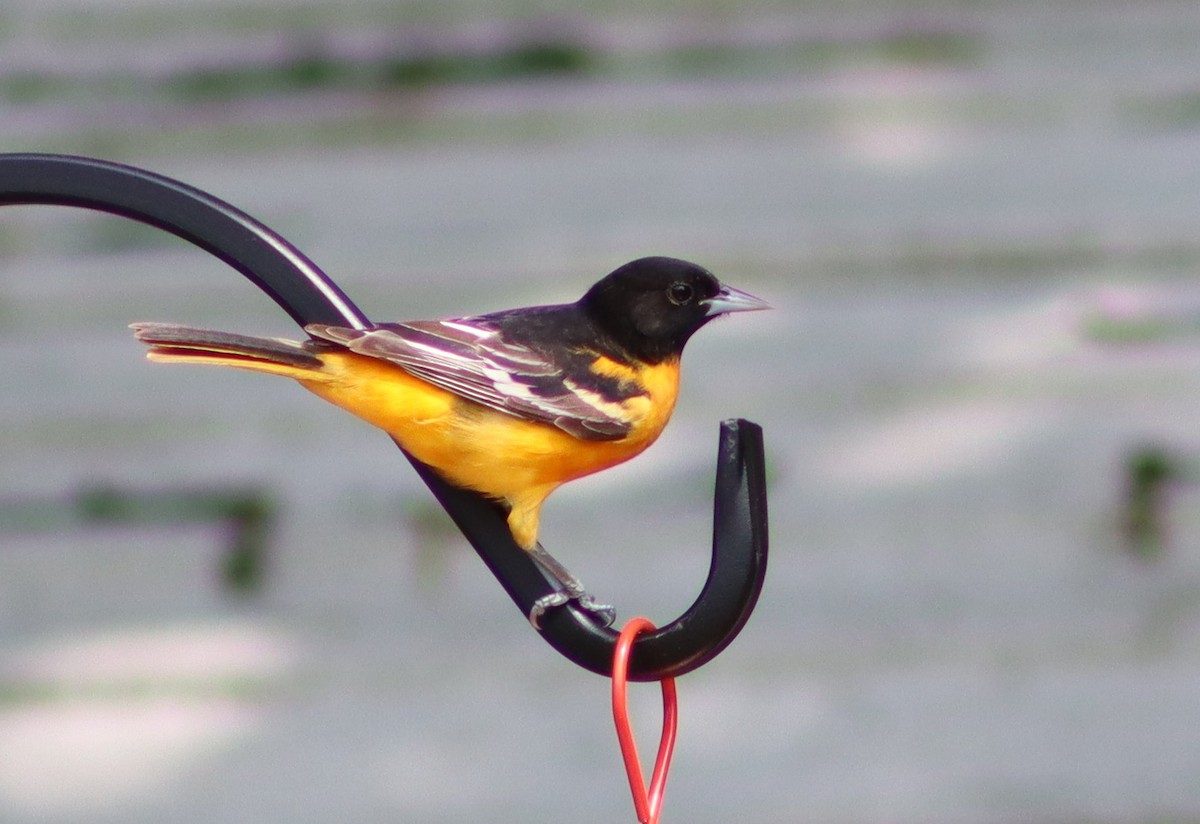 Baltimore Oriole - ML618842835