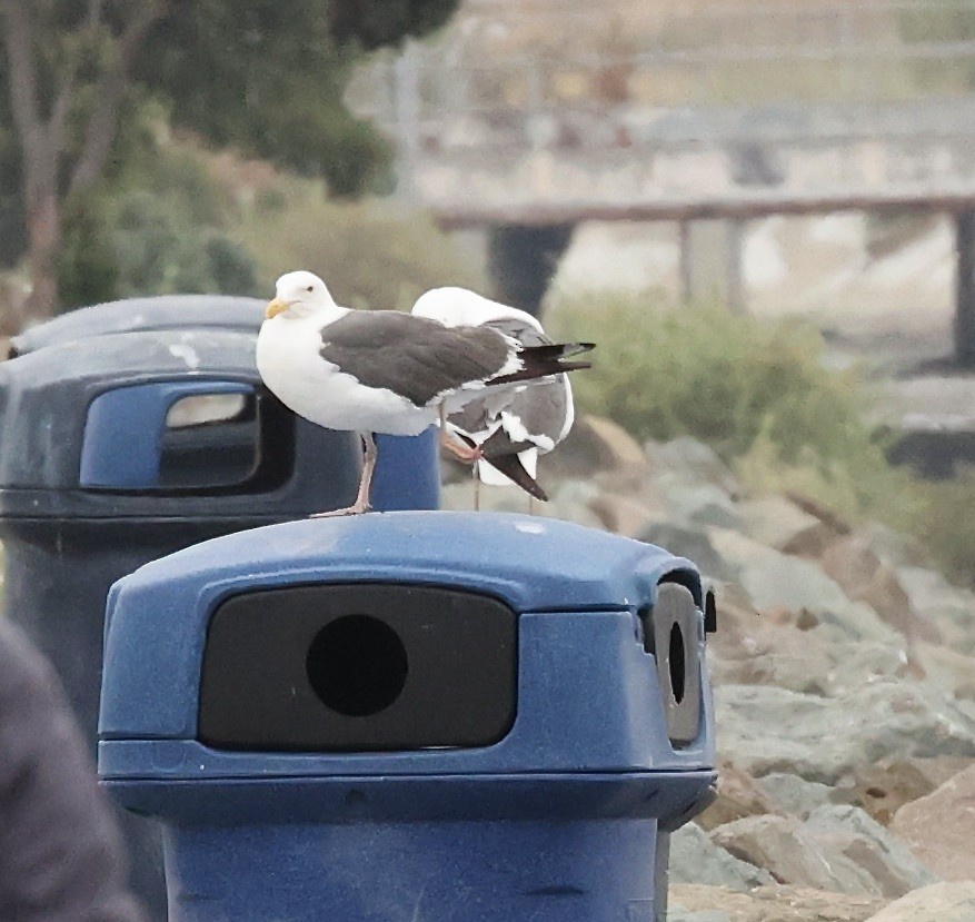 Western Gull - Millie and Peter Thomas