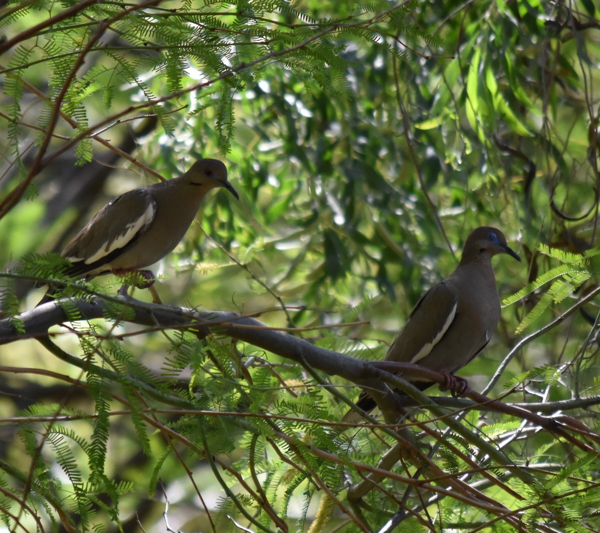 White-winged Dove - Bill Tweit