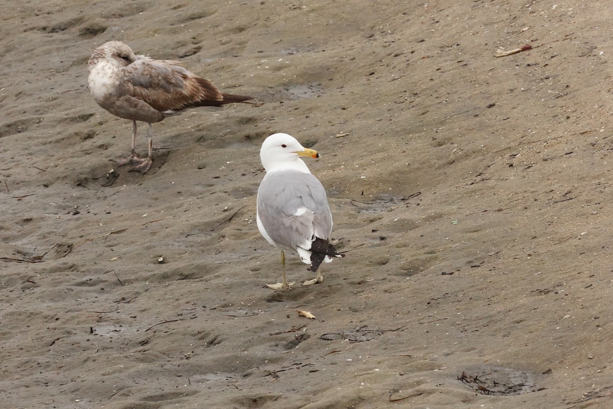 Gaviota Californiana - ML618842846