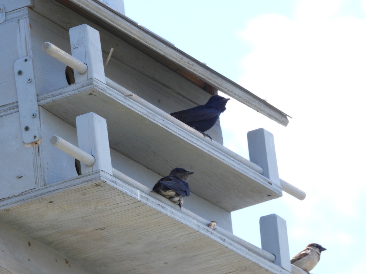 Purple Martin - Gerard Nachtegaele