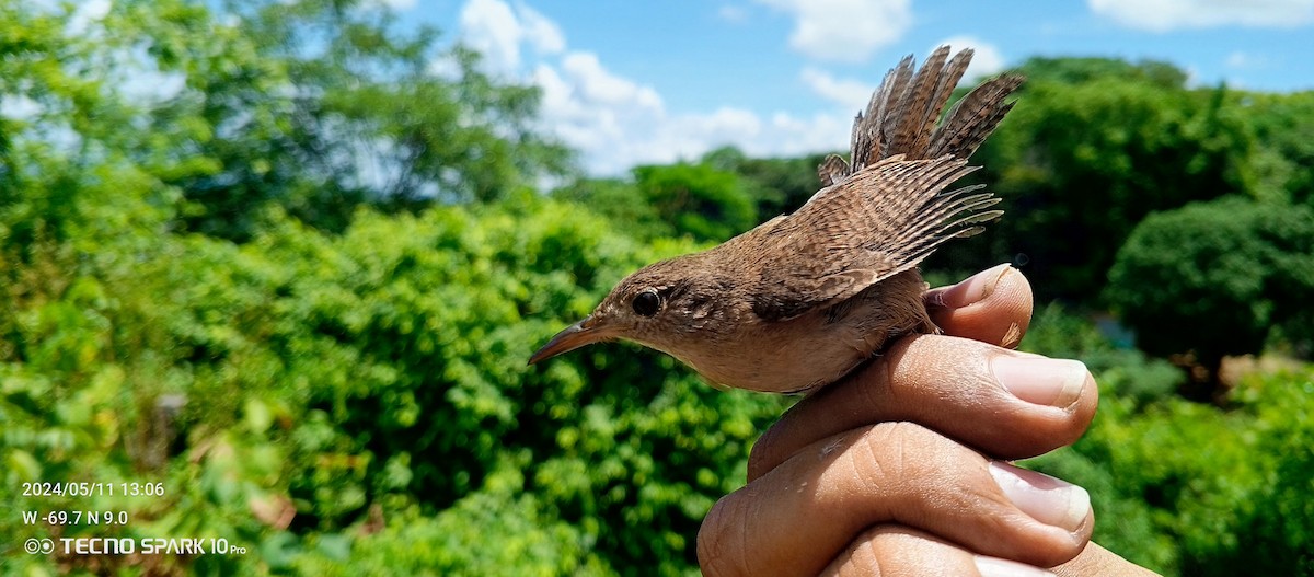 House Wren - Luis Mieres Bastidas