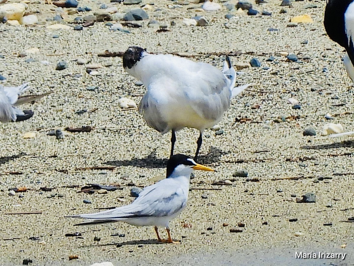 Least Tern - Maria del R Irizarry Gonzalez