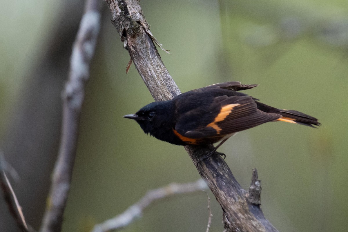 American Redstart - Luc Girard