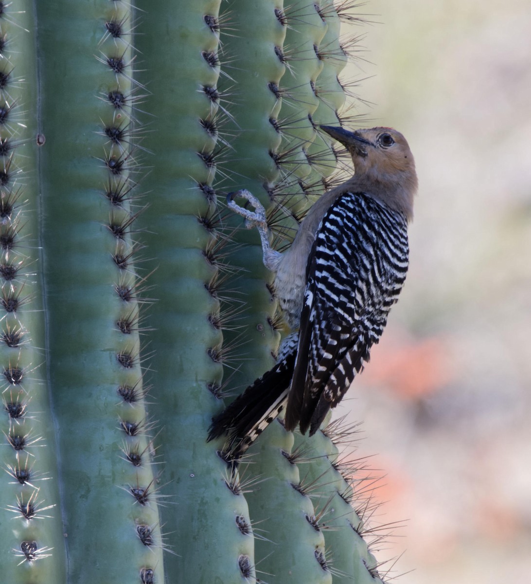 Gila Woodpecker - Leslie Holzmann