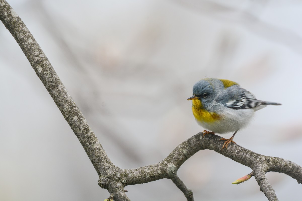 Northern Parula - James Darling