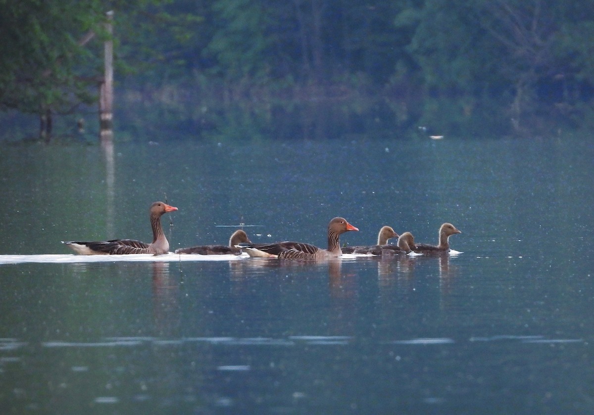 Graylag Goose - Jiří Rohlena