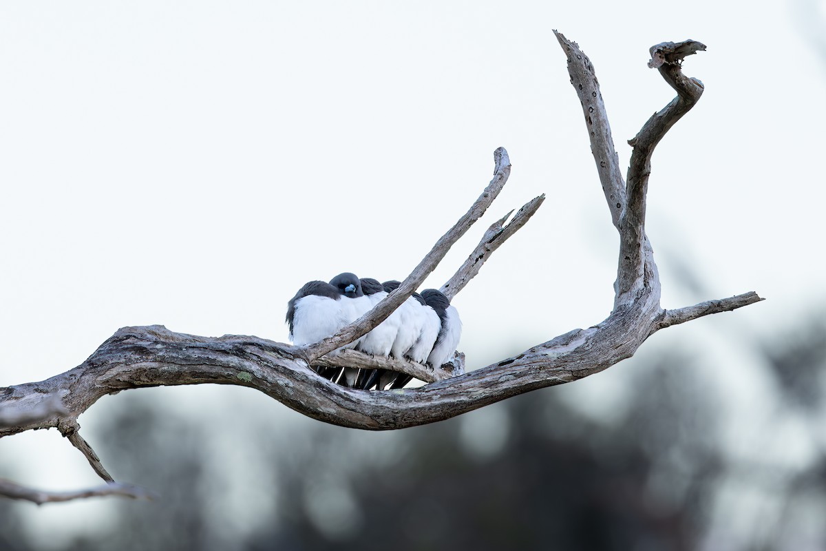 White-breasted Woodswallow - Nathan Bartlett