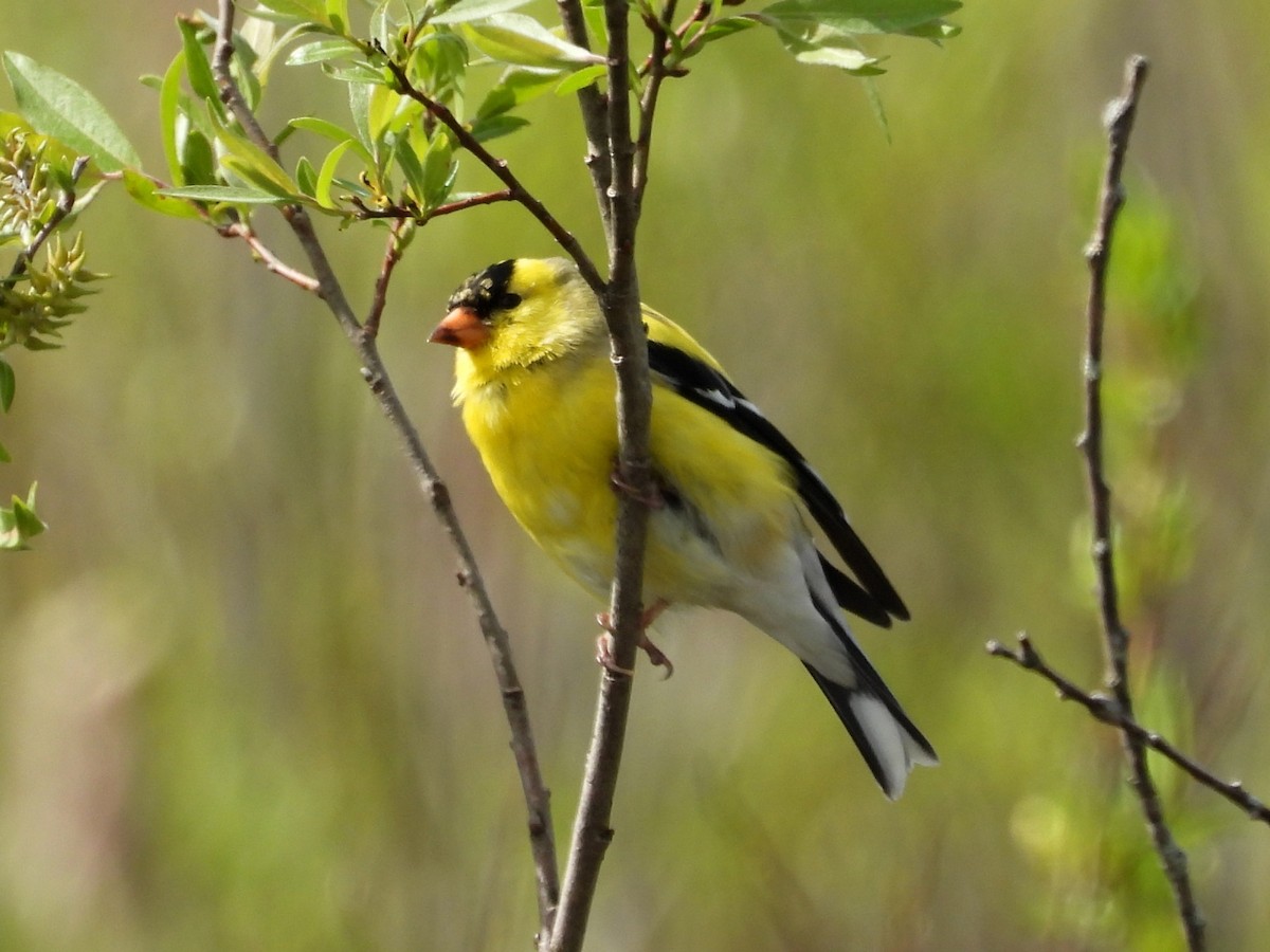 American Goldfinch - Don McLeod
