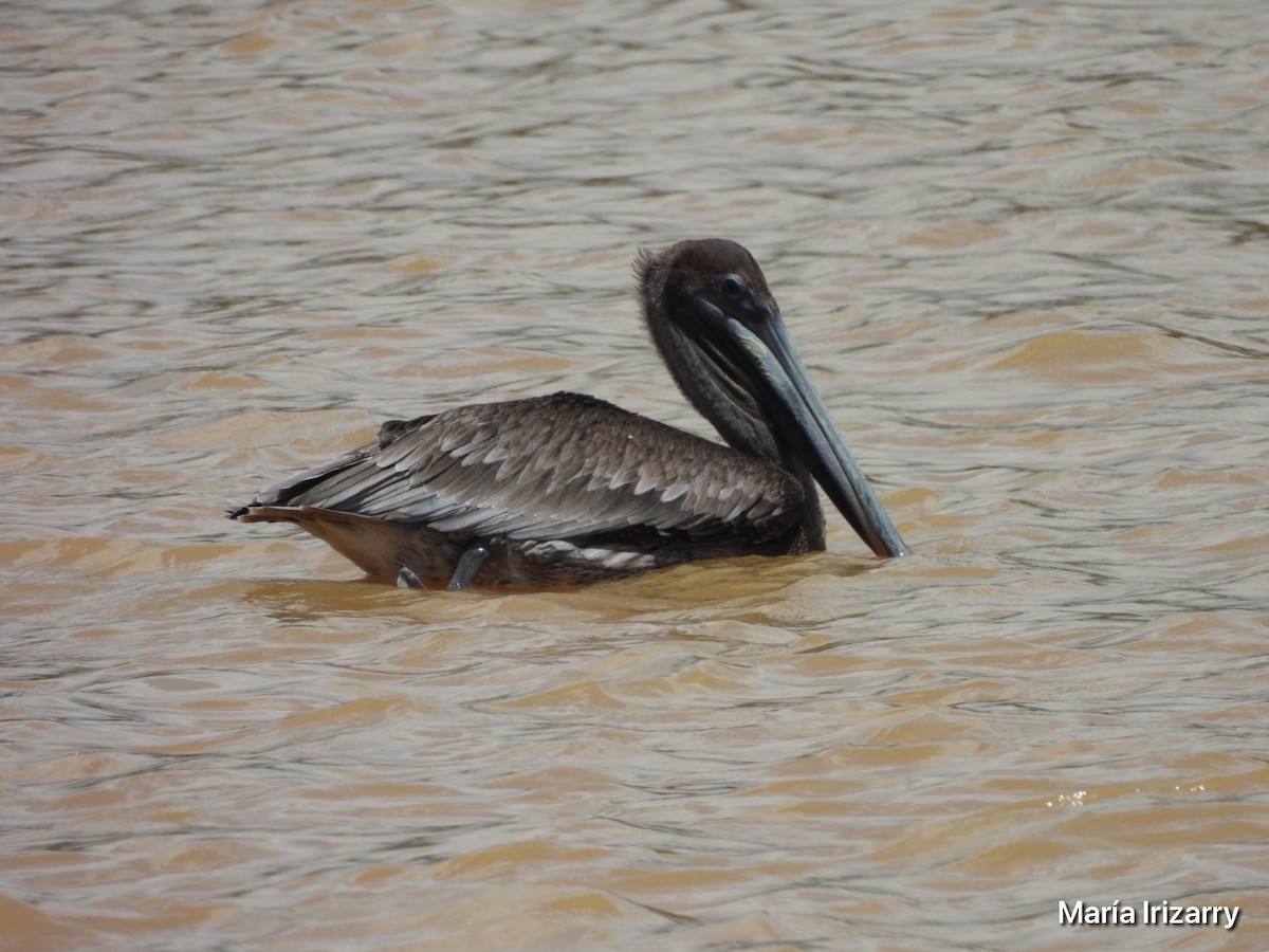 Brown Pelican - ML618842940