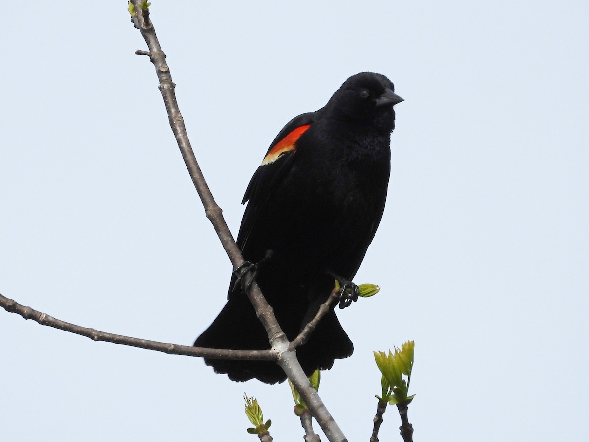 Red-winged Blackbird - Don McLeod