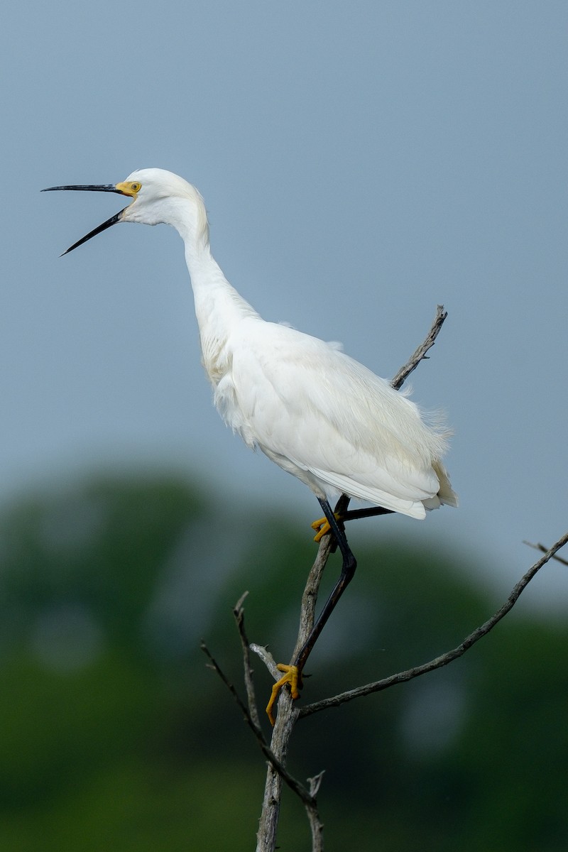 Snowy Egret - ML618842949