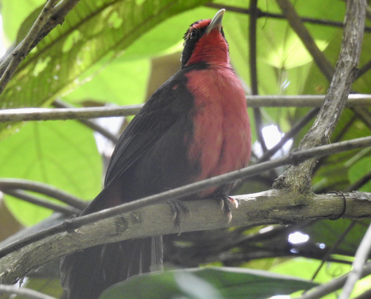 Rosy Thrush-Tanager - Tomohide Cho