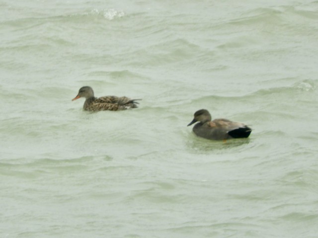 Gadwall - Mark Yoder