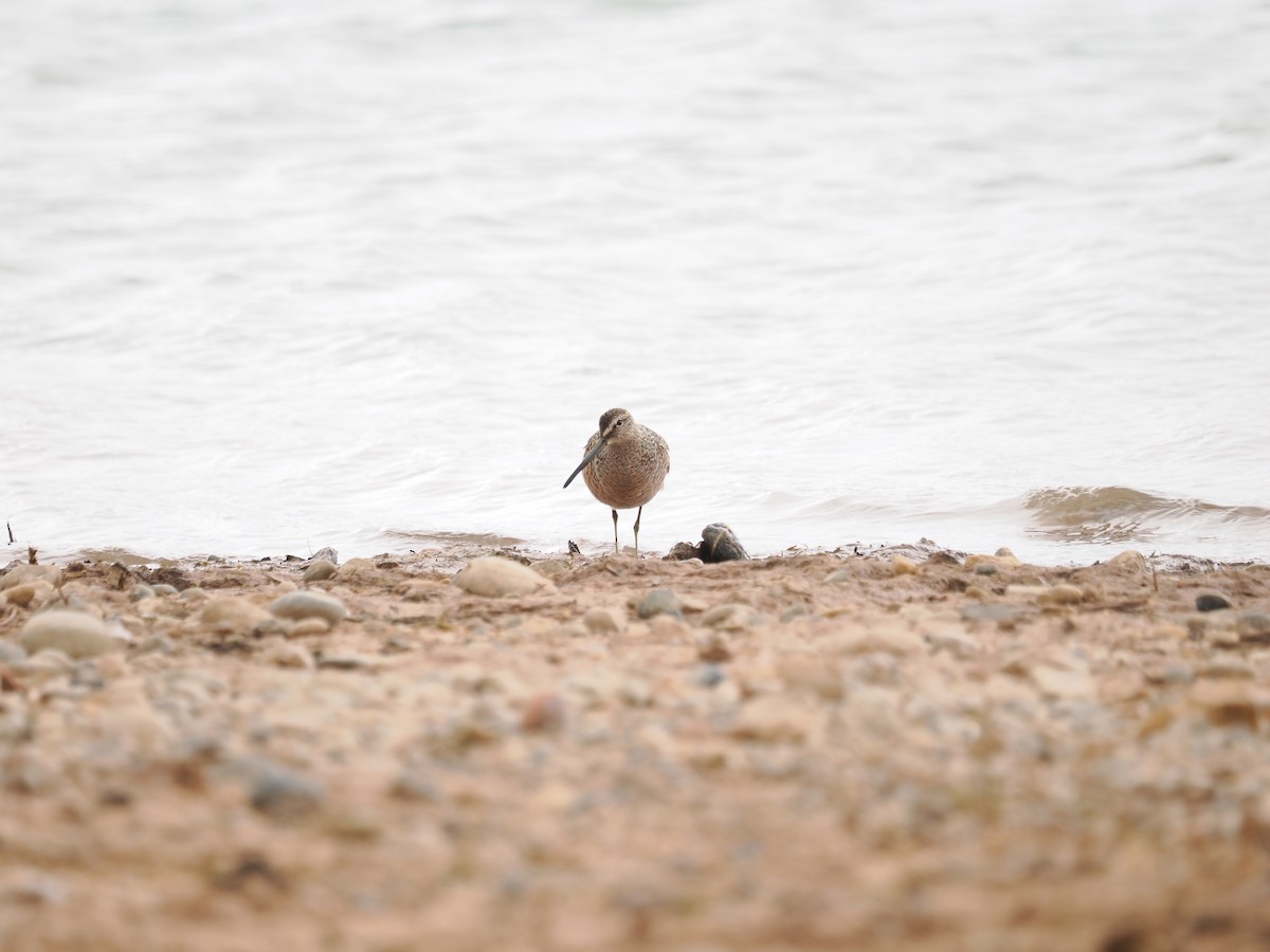 Long-billed Dowitcher - ML618842982