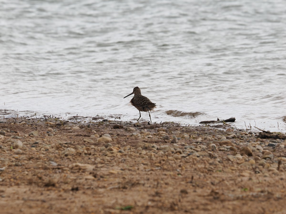 Long-billed Dowitcher - ML618842983