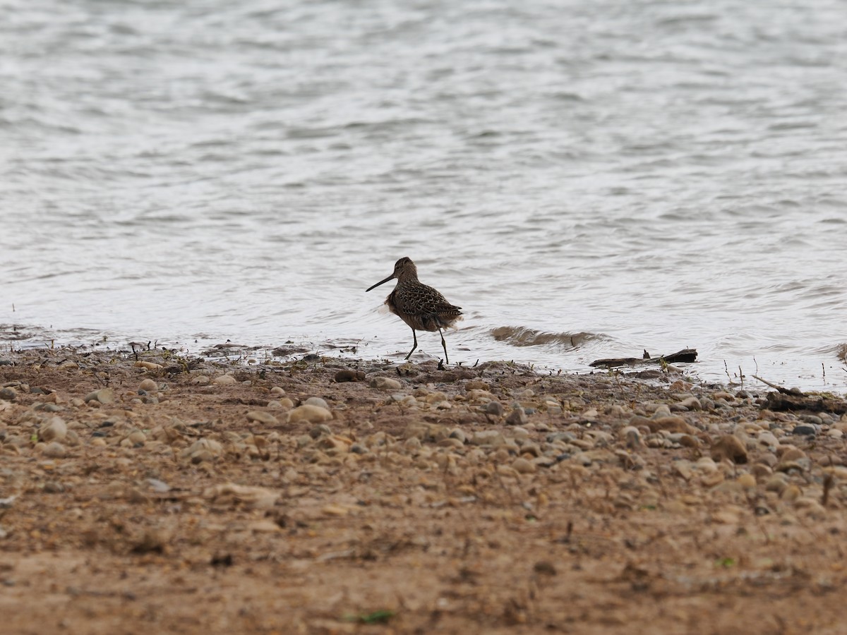 langnebbekkasinsnipe - ML618842983