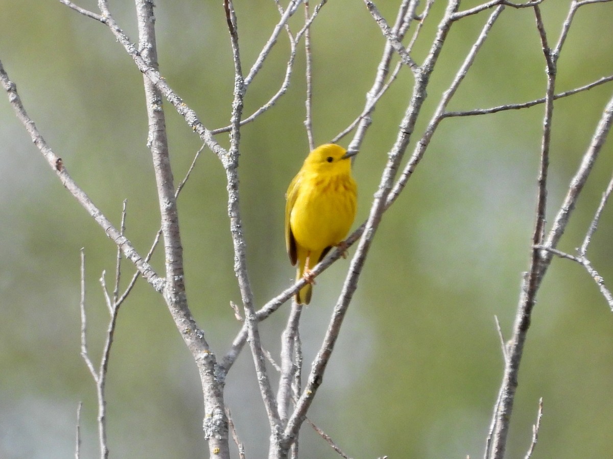 Yellow Warbler - Don McLeod