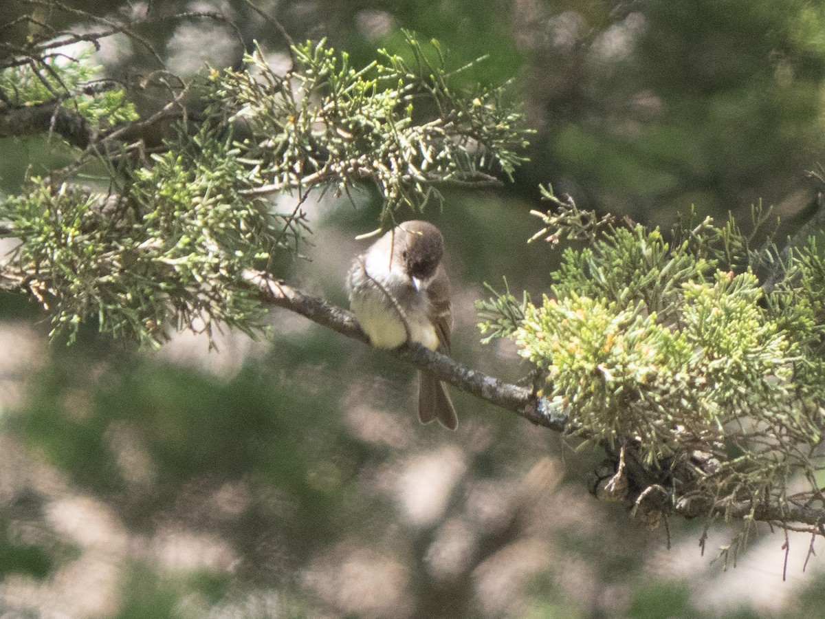 Eastern Phoebe - Nina Bai