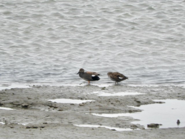 Gadwall - Mark Yoder