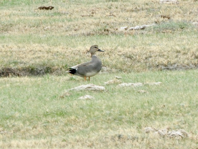 Gadwall - Mark Yoder