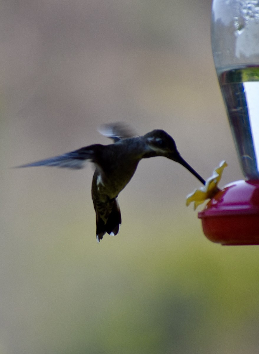 Plain-capped Starthroat - lauren ray