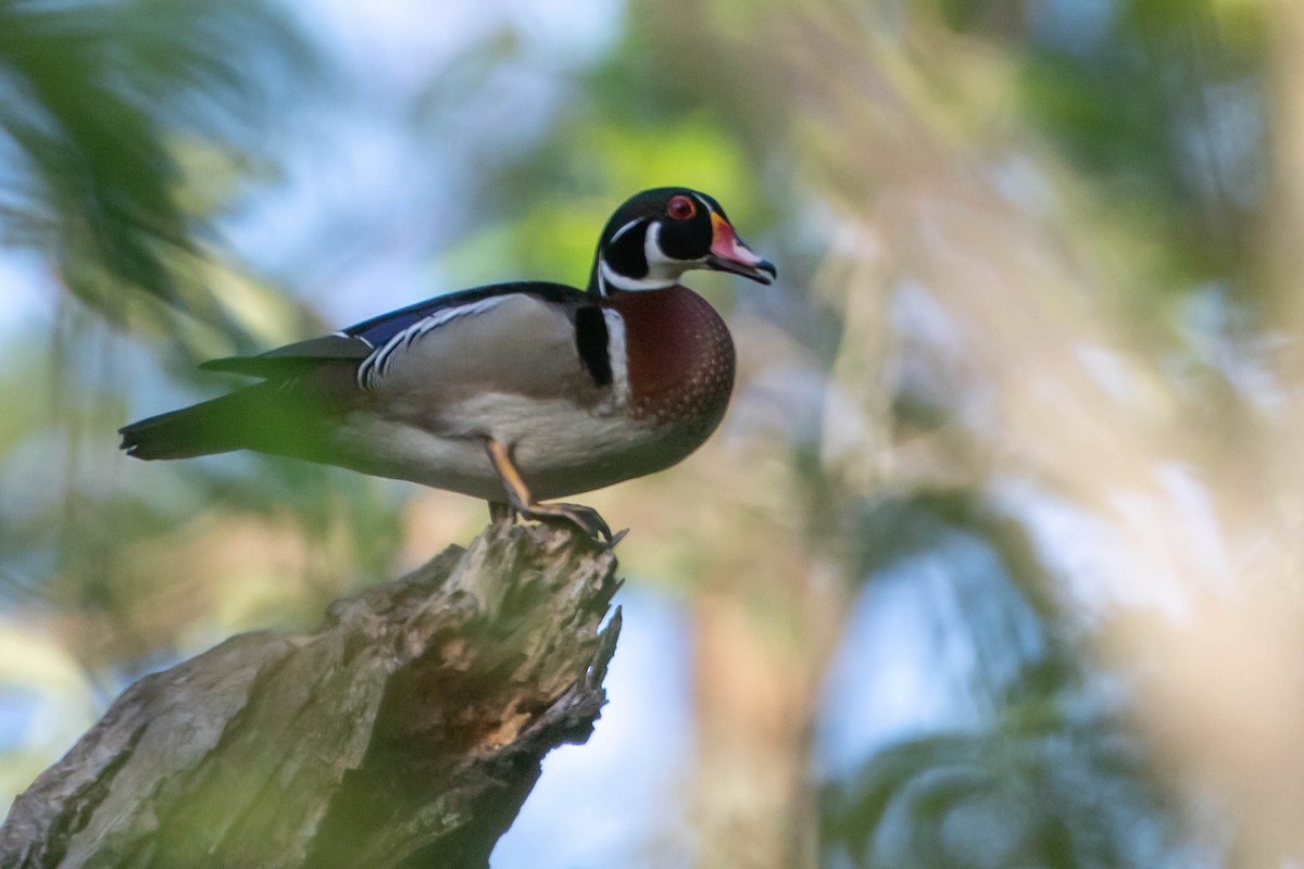 Wood Duck - Glenn Golson Jr.