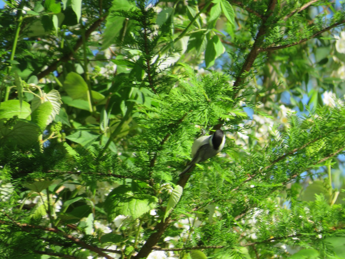 Carolina Chickadee - ML618843033