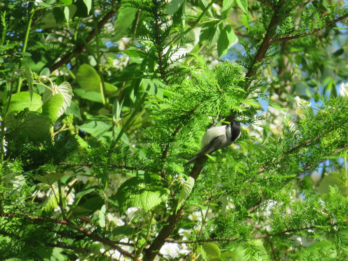 Carolina Chickadee - ML618843034