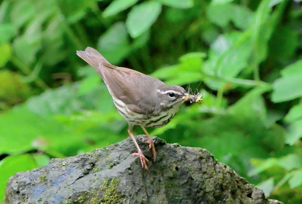 Louisiana Waterthrush - Seth Honig