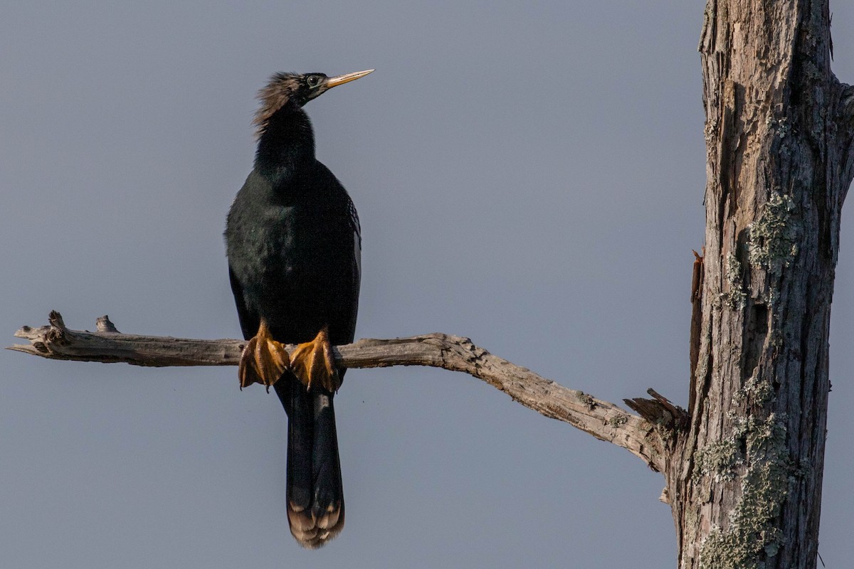 Anhinga - Glenn Golson Jr.