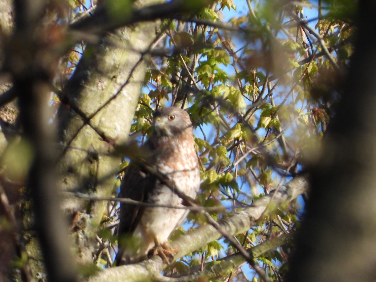 Broad-winged Hawk - Olivier Dansereau