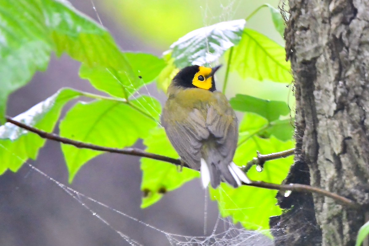 Hooded Warbler - Seth Honig