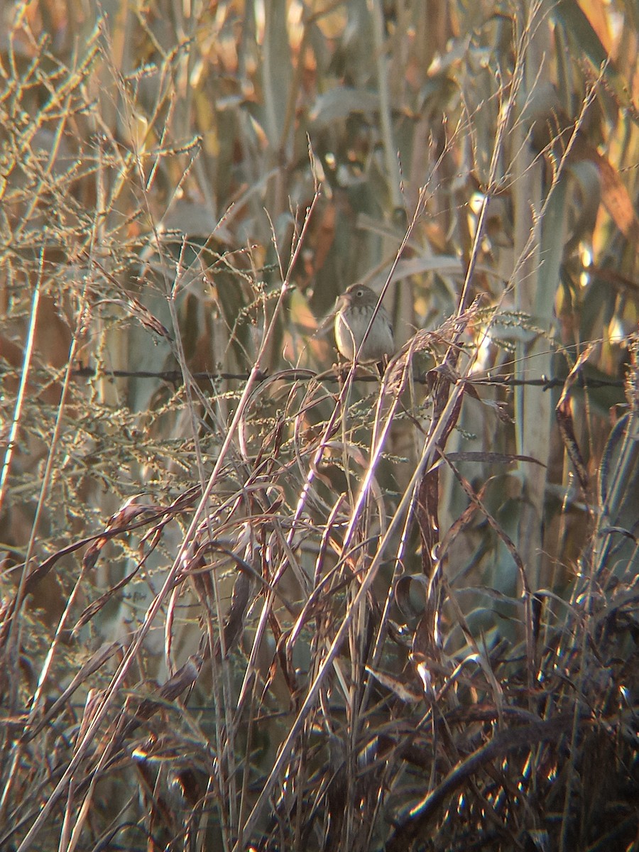 Carbonated Sierra Finch - David  Tarrili