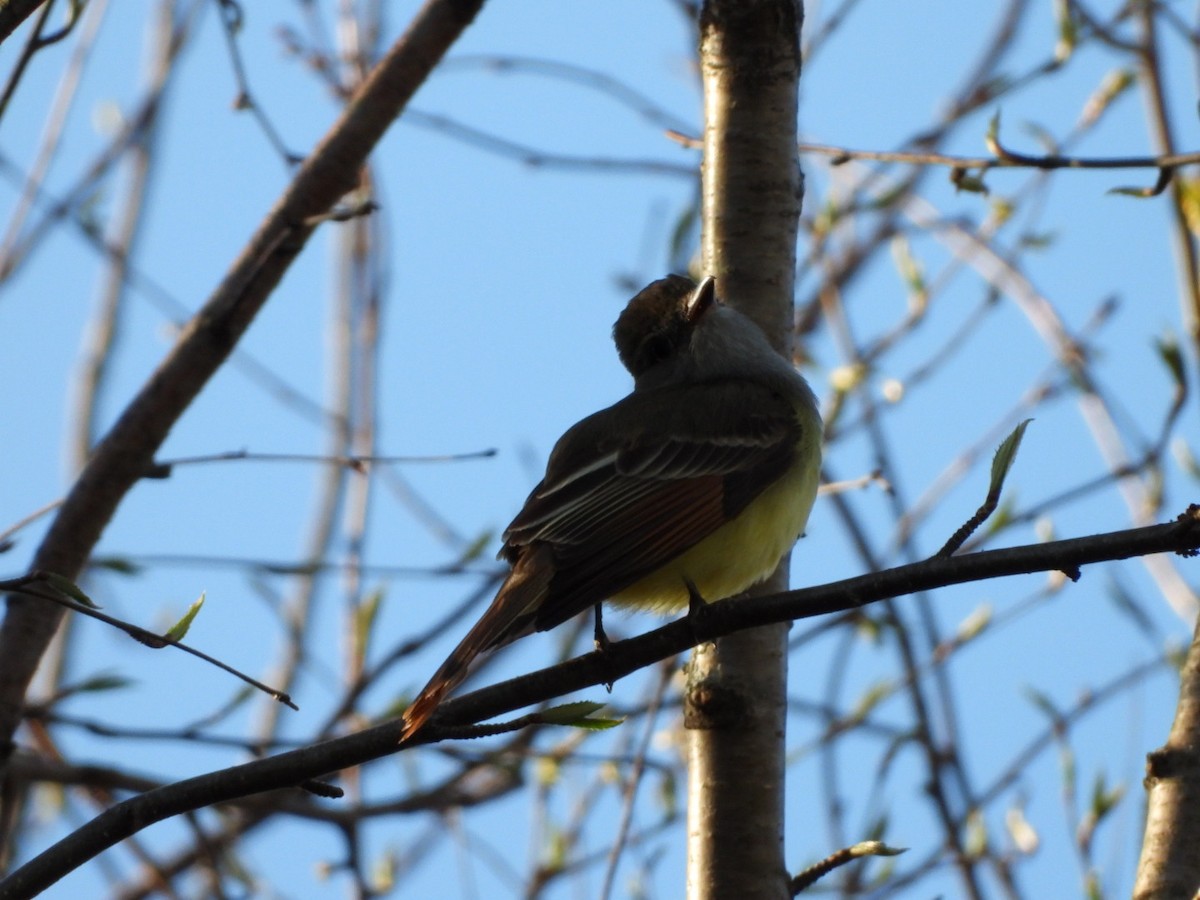 Great Crested Flycatcher - Olivier Dansereau