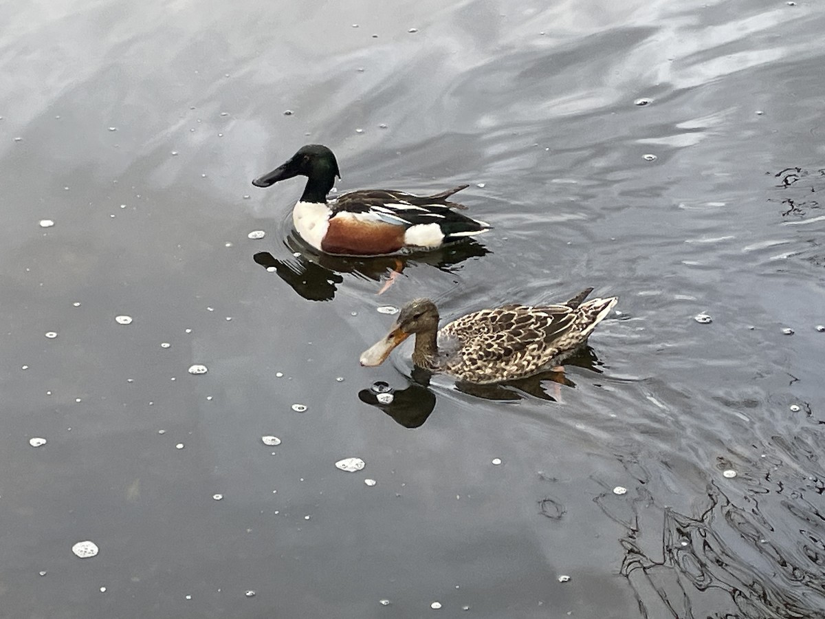 Northern Shoveler - Wilson Hum