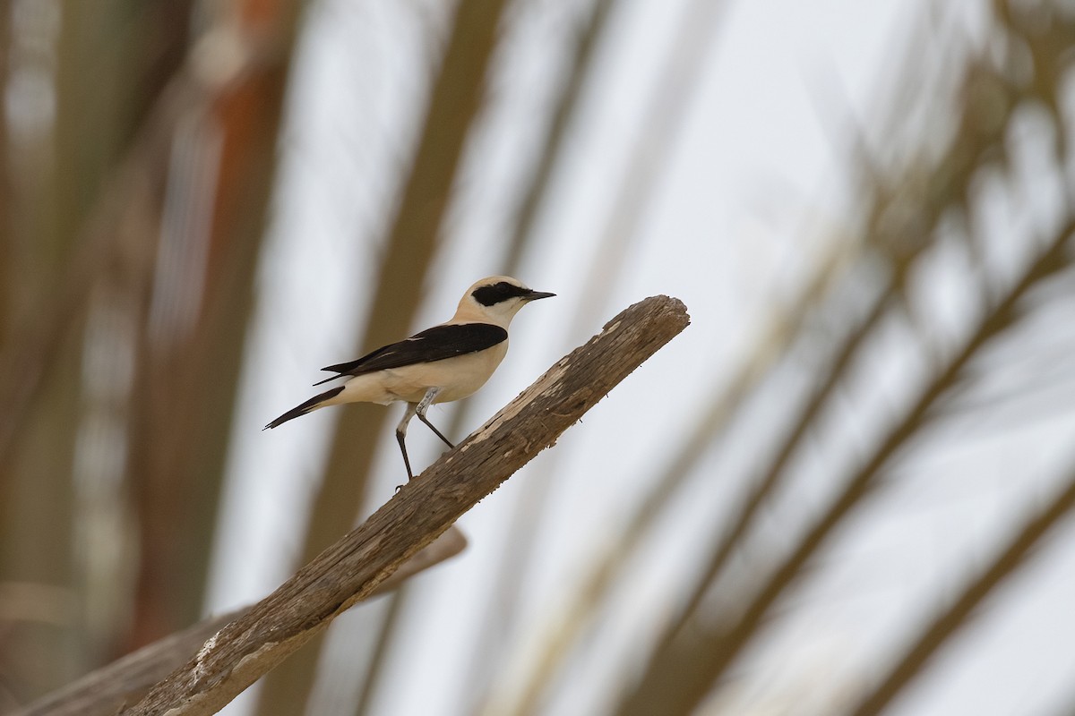 Western Black-eared Wheatear - Sayam U. Chowdhury