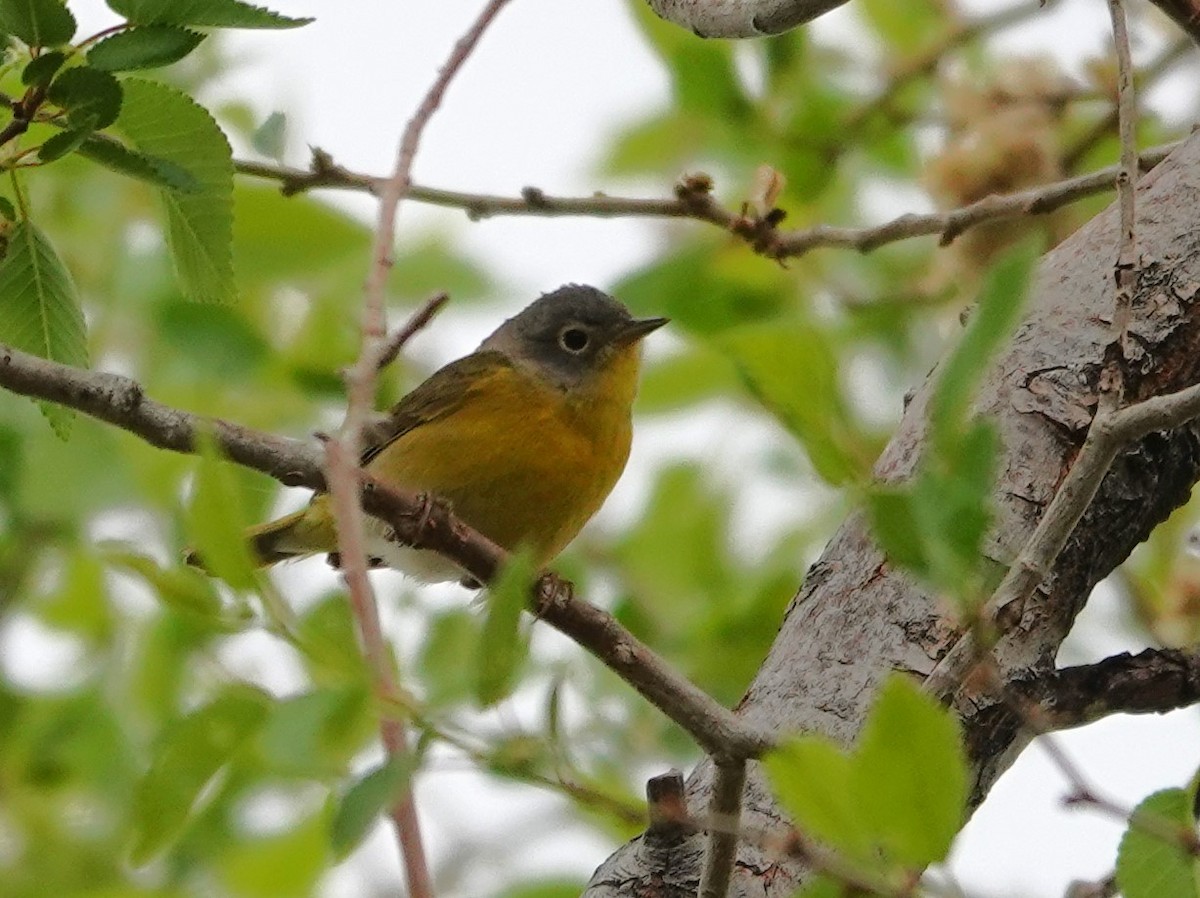 Nashville Warbler - ML618843100