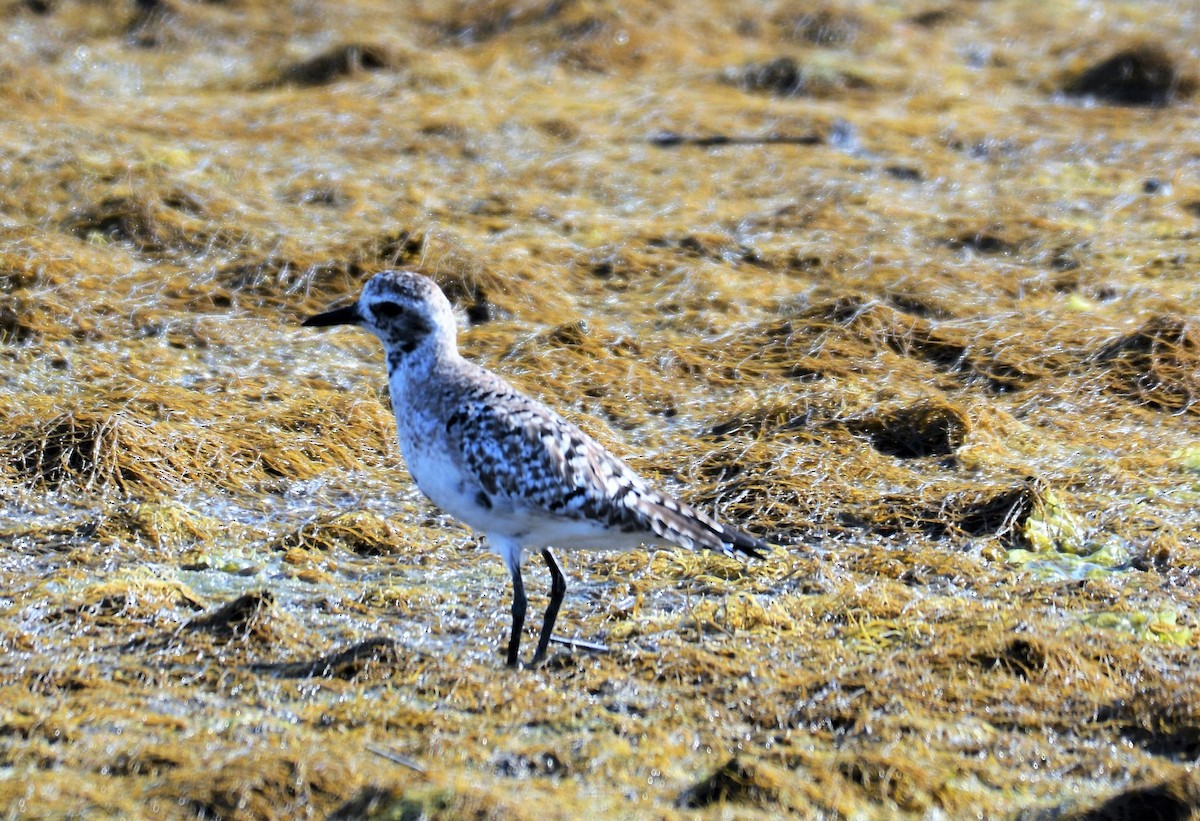 Black-bellied Plover - Anonymous