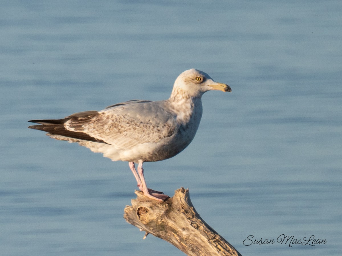 Herring Gull - ML618843120