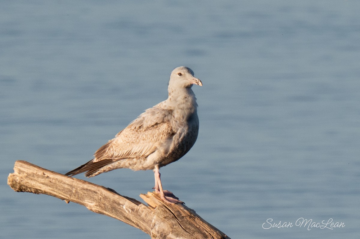 Herring Gull - ML618843121