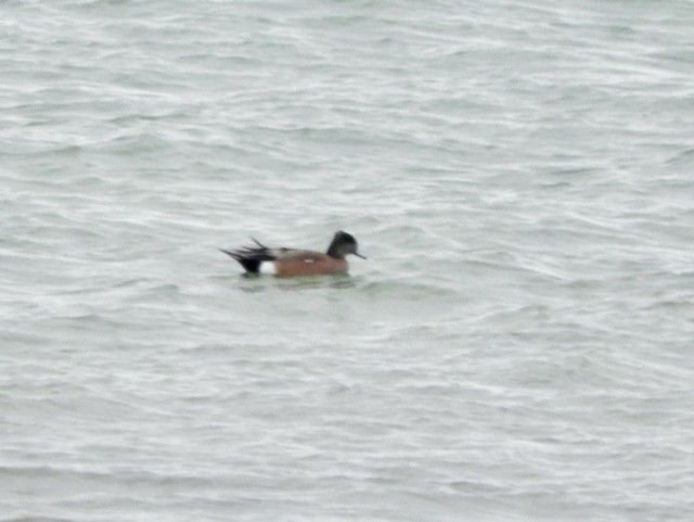 American Wigeon - Mark Yoder