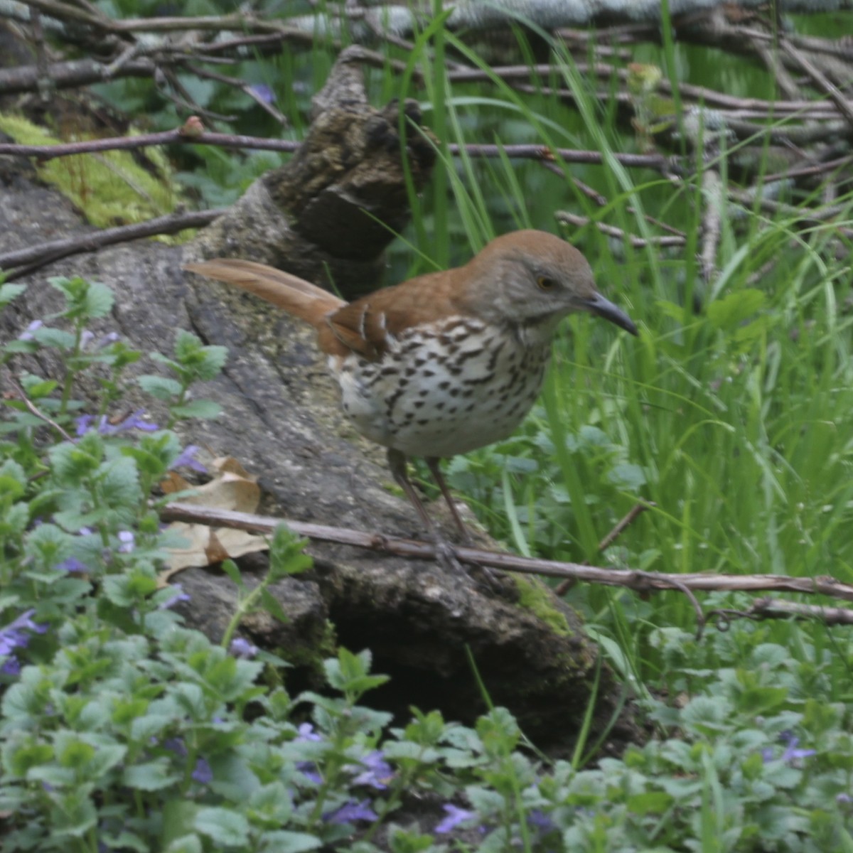 Brown Thrasher - Glenn and Ellen Peterson