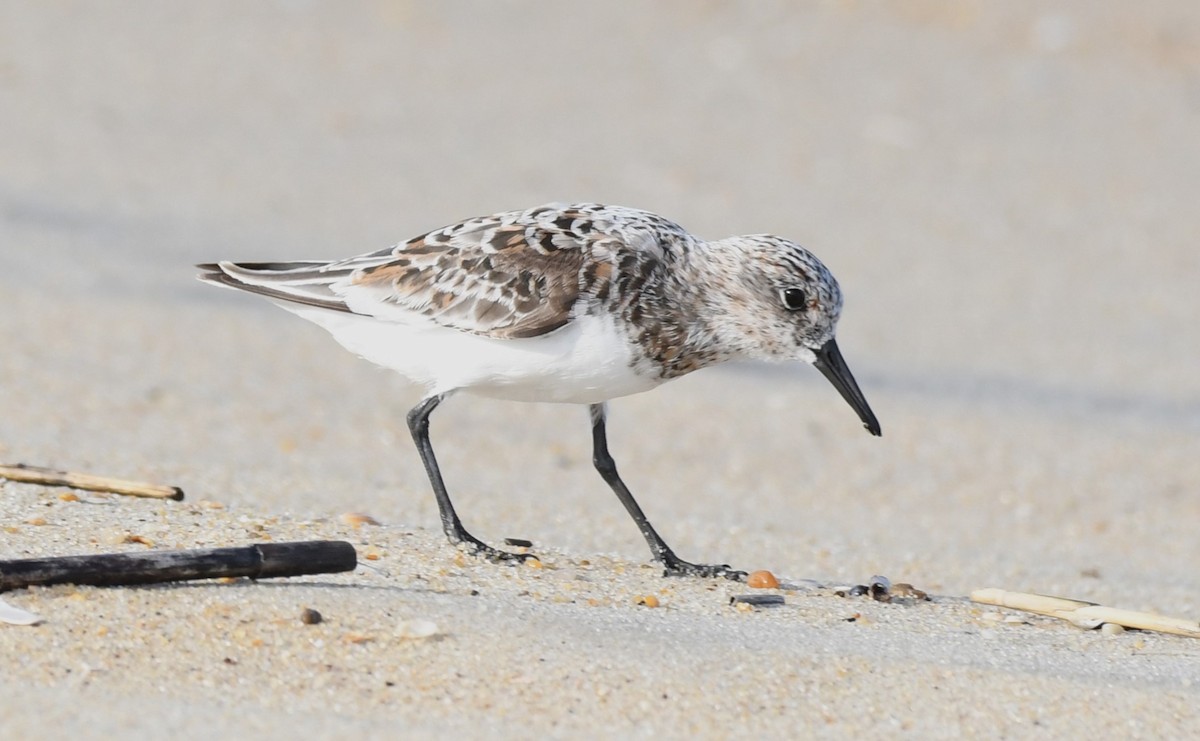 Sanderling - David True