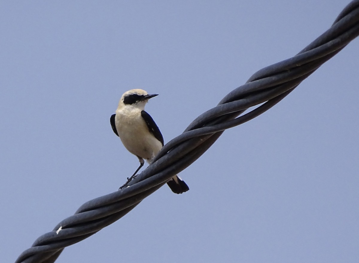 Western Black-eared Wheatear - Léo-Paul Godderis 🦜