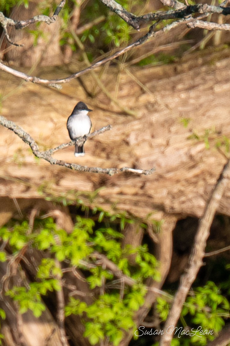 Eastern Kingbird - Susan MacLean